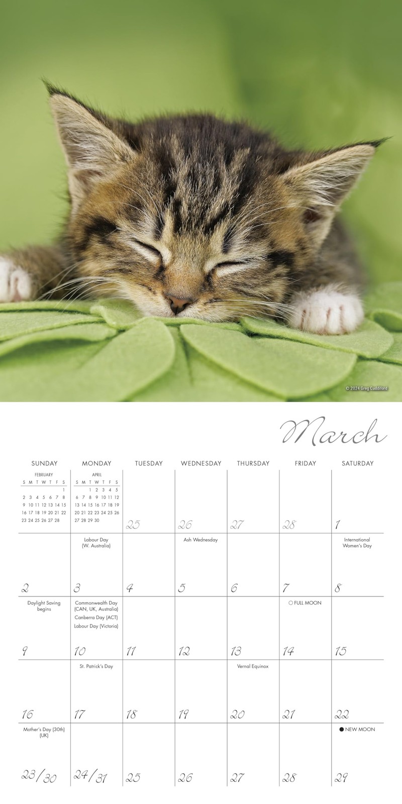 Cat Naps 2025 Mini Calendar, 7″ x 7″W x 7″H,