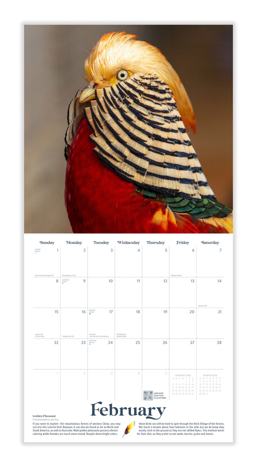Exotic Birds Calendar 2026 | 12″ x 24″ 12 Month Calendar | Marble City Press